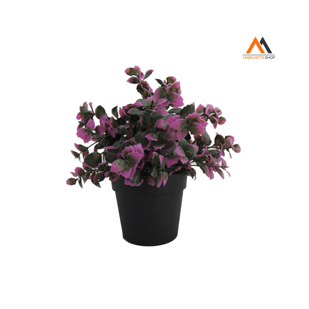 PIANTINA FOGLIE VIOLA