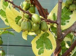 KIWI ARGUTA HOKEY POKEY MINI KIWI VARIEGATO VASO 15CM H 110CM FOTO REALI