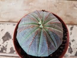 Euphorbia obesa, vaso 5,5 cm, foto reali
