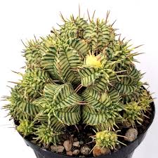 Euphorbia Melophormis Variegata, vaso 5,5 cm, foto reali