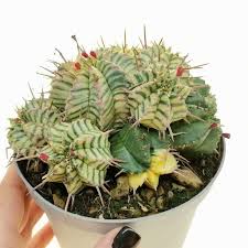 Euphorbia Melophormis Variegata, vaso 5,5 cm, foto reali