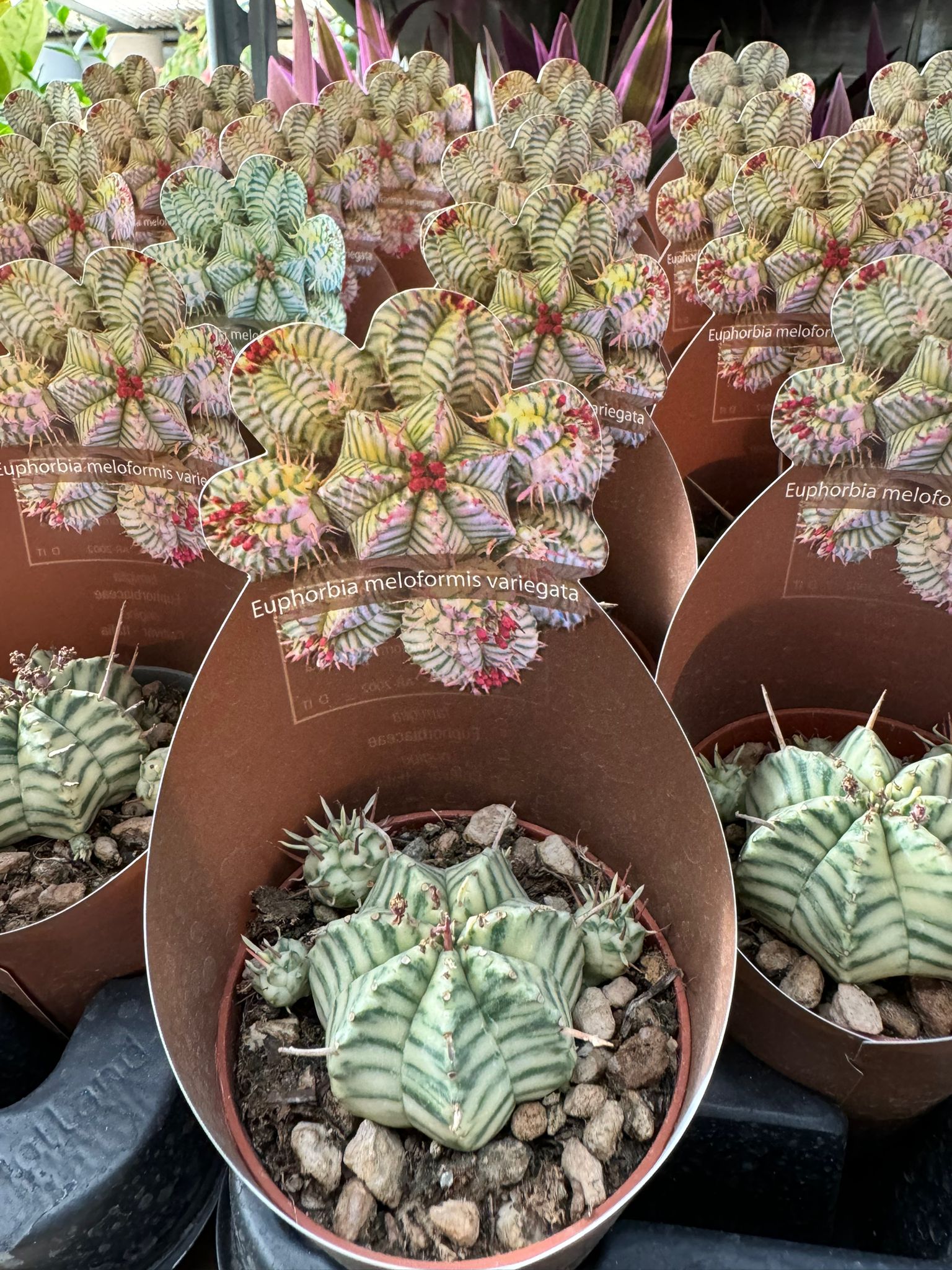 Euphorbia Melophormis Variegata, vaso 5,5 cm, foto reali