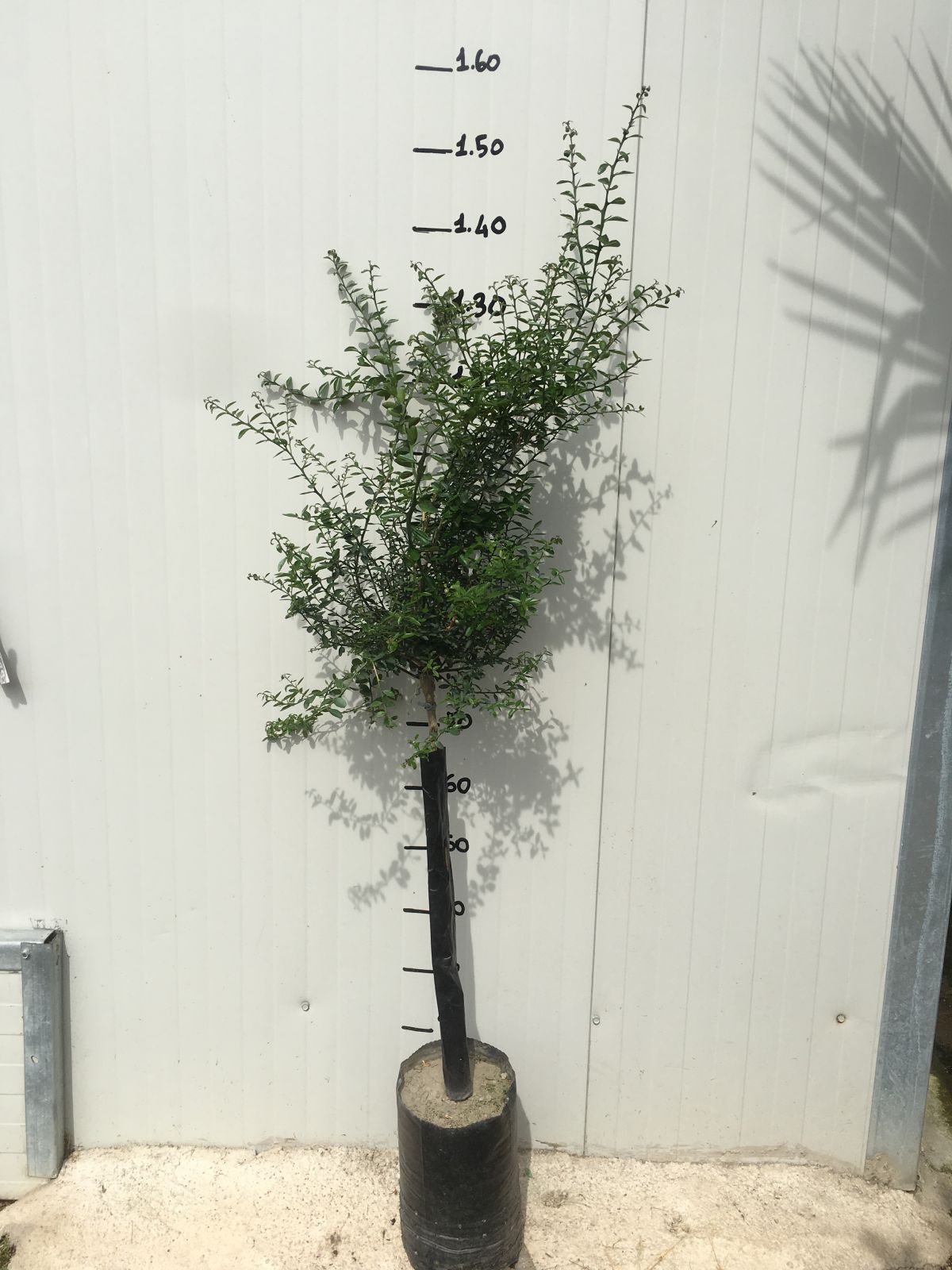 LIMONE CAVIALE Ovale Eremorange (Citrus glauca x Citrus sinensis) FOTO REALI