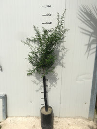 LIMONE CAVIALE Ovale Eremorange (Citrus glauca x Citrus sinensis) FOTO REALI