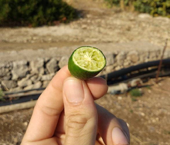 LIMONE CAVIALE Ovale Eremorange (Citrus glauca x Citrus sinensis) FOTO REALI