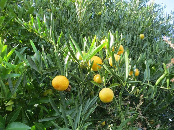 LIMONE CAVIALE Ovale Eremorange (Citrus glauca x Citrus sinensis) FOTO REALI