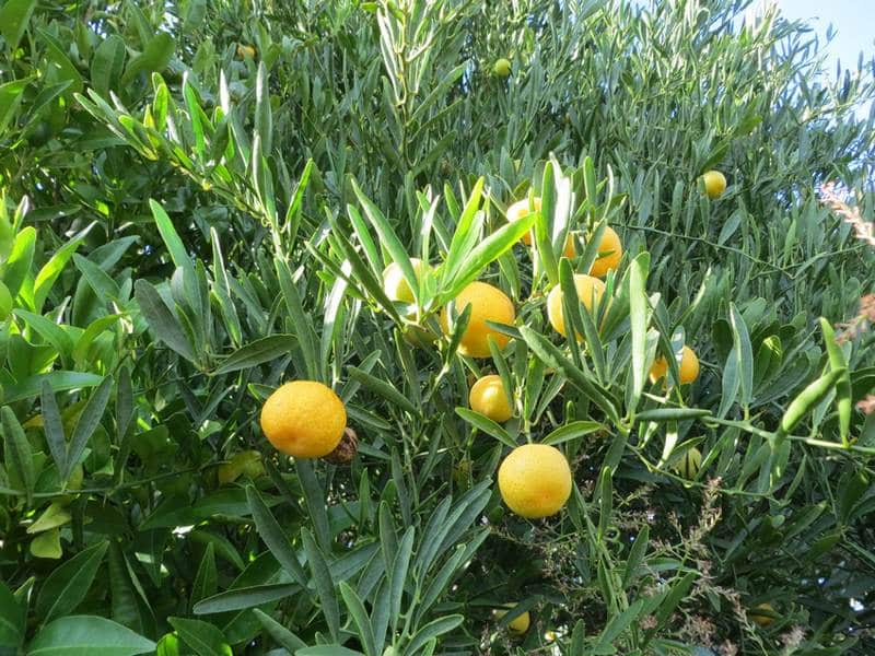 LIMONE CAVIALE Ovale Eremorange (Citrus glauca x Citrus sinensis) FOTO REALI