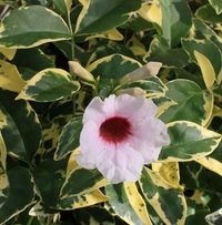 Pandorea jasminoide variegata vaso 18cm,  h 120cm