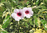 Pandorea jasminoide variegata vaso 18cm,  h 120cm