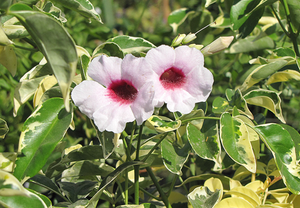 Pandorea jasminoide variegata vaso 18cm,  h 120cm