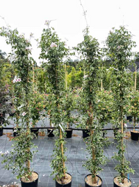 Pandorea jasminoide variegata vaso 18cm,  h 120cm