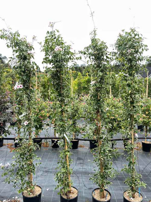 Pandorea jasminoide variegata vaso 18cm,  h 120cm