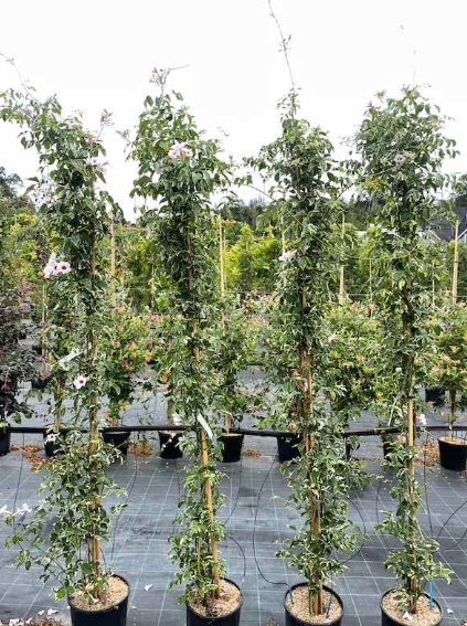 Pandorea jasminoide variegata vaso 18cm,  h 120cm