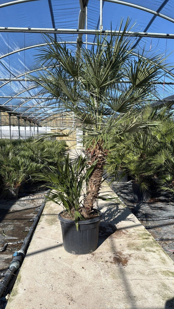 CHAMAEROPS HUMILIS VASO 60 H TR.60/80 Lt.90