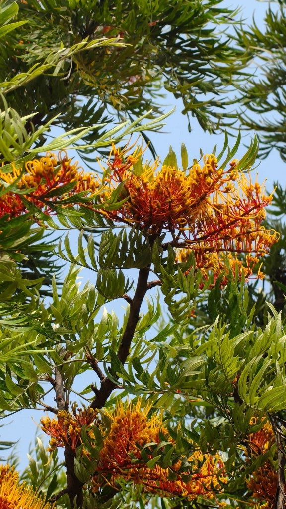GREVILLEA MONT TAMBORITA VASO 24