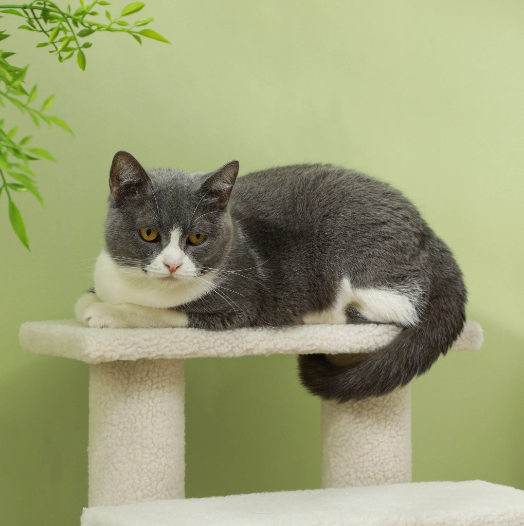 Scala a 4 gradini per animali con rivestimento in peluche