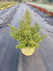 COPROSMA LEMON AND LIME VASO 18