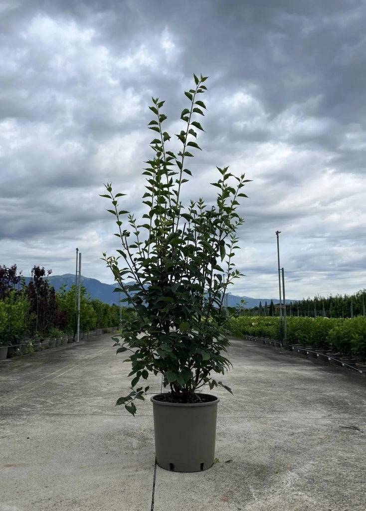 Gardenaria Filadelfo - Philadelphus coronarius 'Virginalis' - Arbusto ornamentale da giardino Altezza: 40/60 cm (vaso19)
