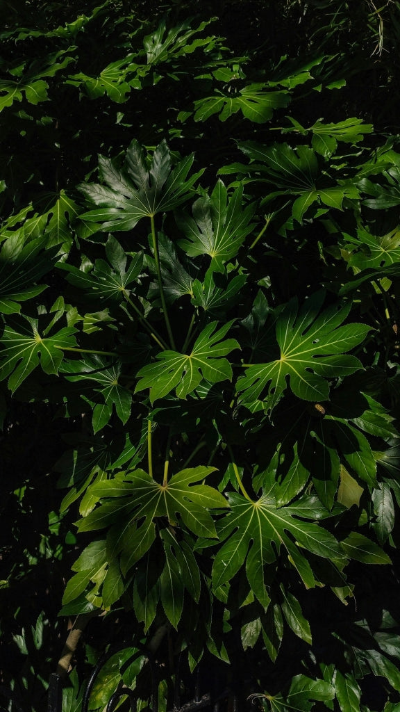 ARALIA SIEBOLDI (ARALIA DEL GIAPPONE) VASO 18