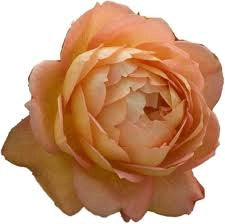 Rosa Barni Lady of Shalott cespuglio rifiorente profumato ornamentale