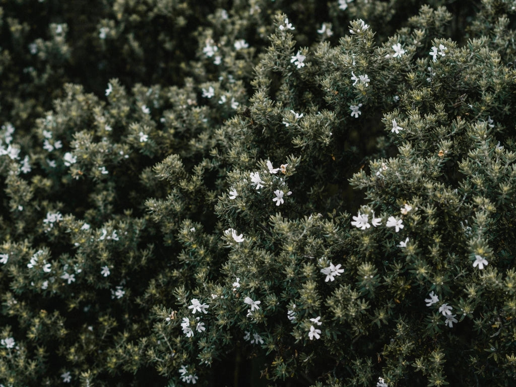 WESTRINGIA FRUTICOSA (ROSMARINO AUSTRALIANO) BIANCA VASO 18
