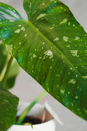Philodendron Jose Buono pianta rara da interno vaso 15cm H 45cm