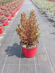 COPROSMA PACIFIC DAWN VASO 18