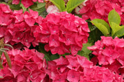 Gardenaria Ortensia - Hydrangea Macrophylla 'Red Baron' - Pianta acidofila ornamentale da esterno Altezza: 40/60 cm (vaso19)