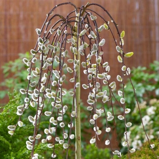 Pianta di SALIX CAPREA salice ornamentale PIANGENTE in vaso 24 cm AMDGarden