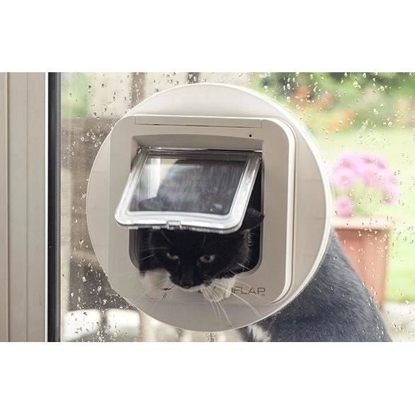 lembo Microchip cat