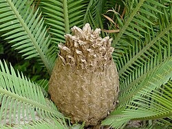 Dioon edule – Cicadea sempreverde ornamentale resistente dal fascino preistorico