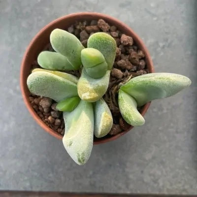 Glottiphyllum Vaso 8 – Succulenta Compatta da Collezione