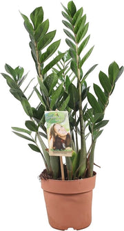 Pianta di interno Zamioculcas con foglie lucide - Vaso 17cm - Altezza 55-65cm