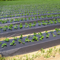 TELO PACCIAMATURA PASSO 20 EBAY 80 cm/100 mt