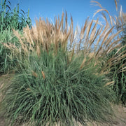 Gardenaria Miscanthus sinensis 'Yakushima Dwarf' - Graminacea ornamentale da esterno Altezza: 60 cm (vaso 17)