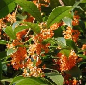 Gardenaria Osmanthus fragrans - Arbusto ornamentale da giardino Altezza: 50/70 cm (vaso19)