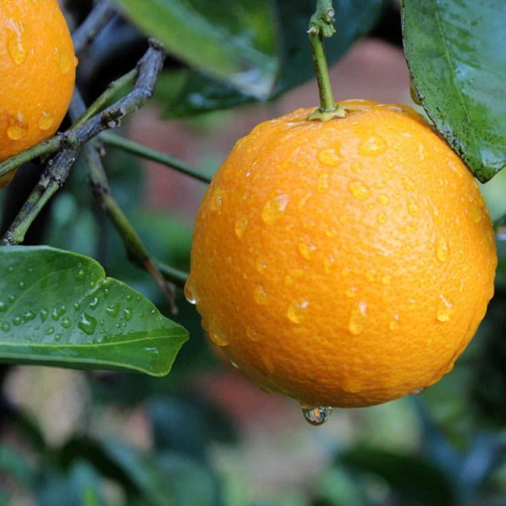 Gardenaria Arancio - Citrus sinensis 'Washington Navel' - Pianta di agrume da frutto in vaso Altezza: 70/80 cm (vaso 22)
