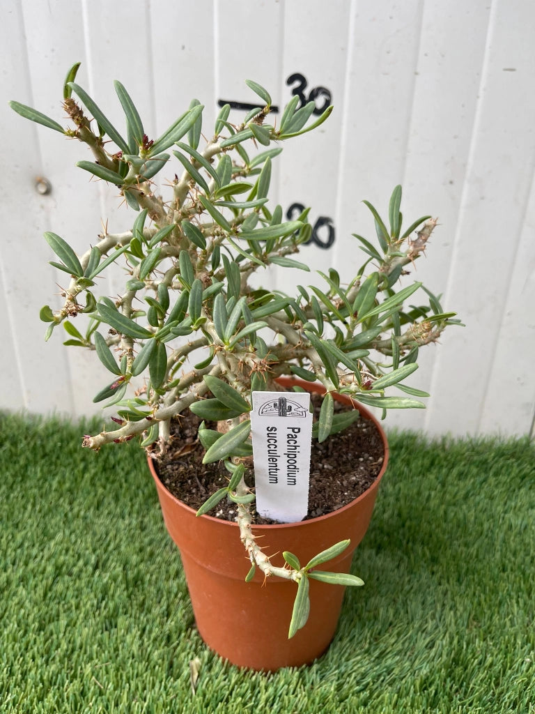 Pianta Grassa Pachypodium Succulentum, foto reali