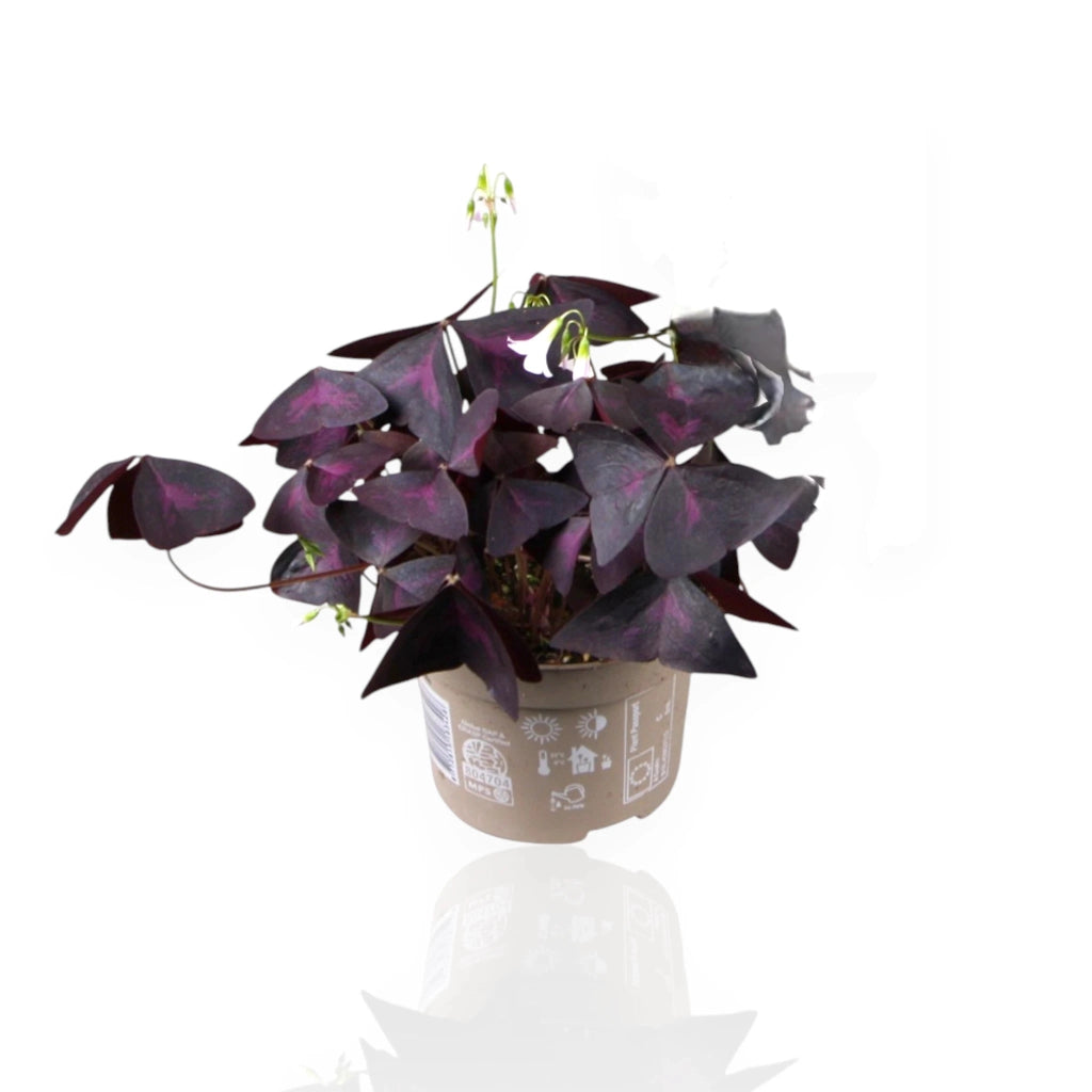 Gardenaria Oxalis triangularis 'Mijke' - Pianta da interno ornamentale Altezza: 20 cm (vaso 12)