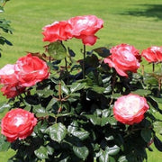 Gardenaria Rosa 'Nostalgie' - Rosa da giardino Altezza: 40/50 cm (vaso20)