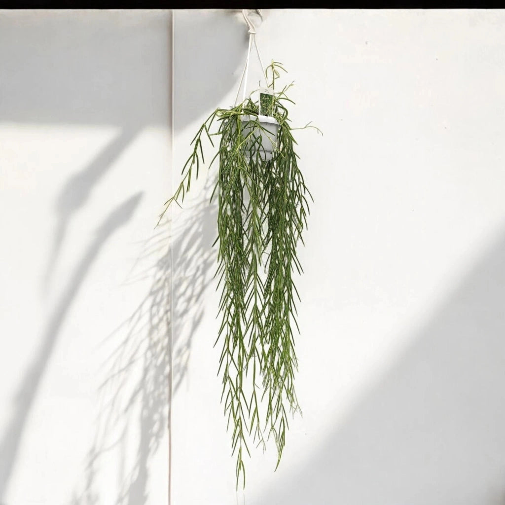 Gardenaria Hoya linearis - Pianta da interno ornamentale Altezza: 40 cm (vaso 12)
