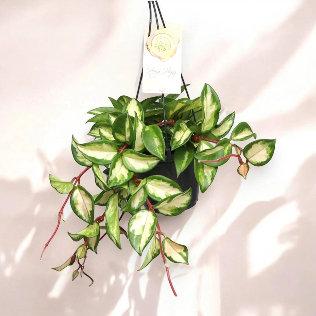 Gardenaria Hoya carnosa 'Tricolor' - Pianta da interno ornamentale Altezza: 30 cm (vaso 14)