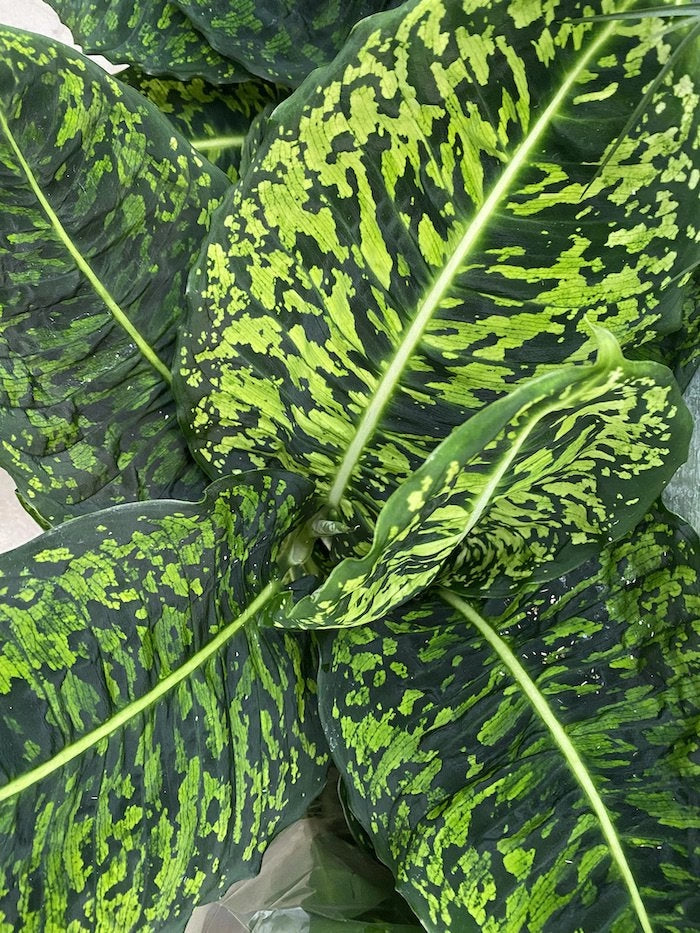 Dieffenbachia Reflector vaso 17cm foto reali H 70/80cm