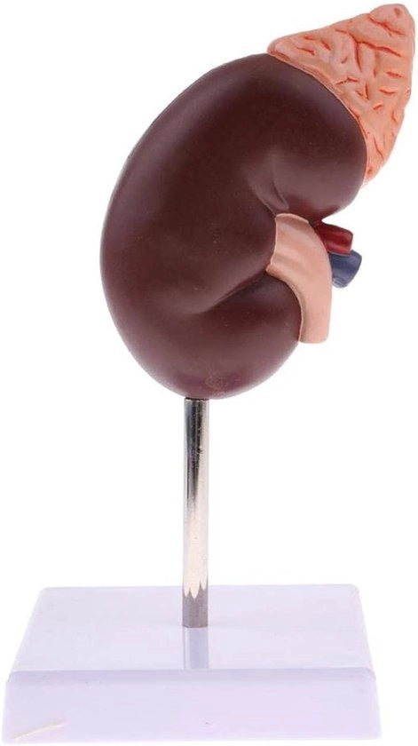 Modello Anatomico Premium Replica di un Corpo Umano Normale per Educazione Medica Gereadizione per la Pratica Medica.