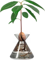 Vaso per Semi di Avocado - Kit di Coltivazione per Avocado in Acqua Decorazione per Interno