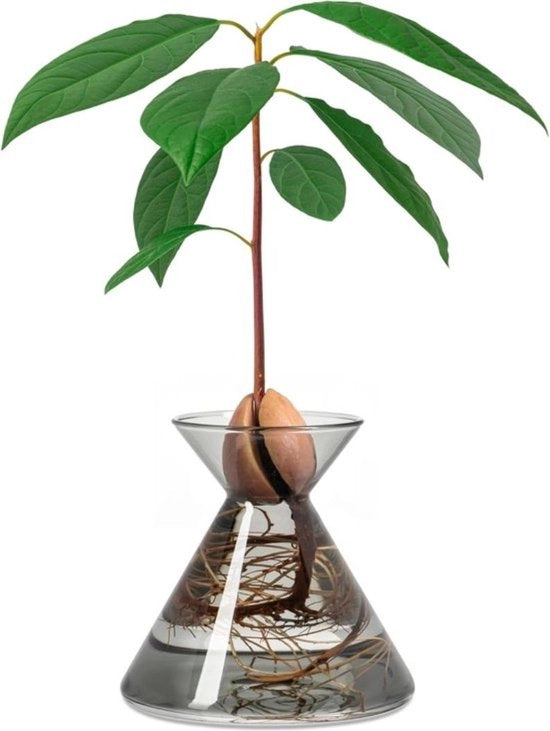 Vaso per Semi di Avocado - Kit di Coltivazione per Avocado in Acqua Decorazione per Interno