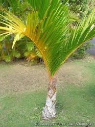Hyophorbe verschaffeltii Mascarena touff h 2.50 m vaso 45 tropicale