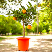 Gardenaria Arancio Dolce - Citrus sinensis - Pianta di agrume da frutto in vaso Altezza: 40 cm (vaso 15)