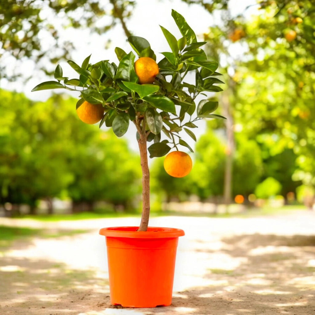 Gardenaria Arancio Dolce - Citrus sinensis - Pianta di agrume da frutto in vaso Altezza: 40 cm (vaso 15)