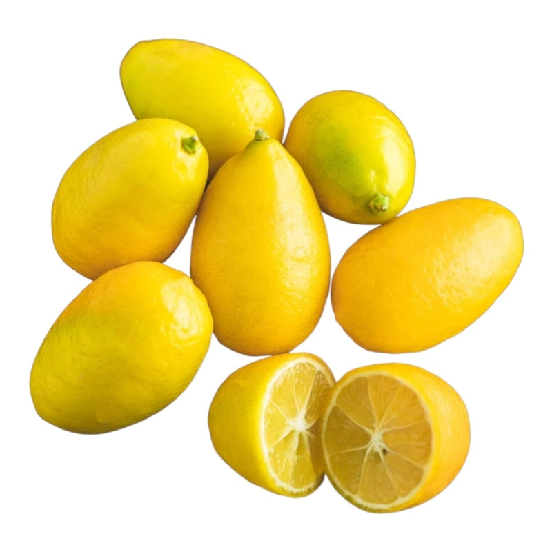 Pianta di CITRUS LIMEQUAT aurantifolia margarita MESSICANO VASO20 FOTO REALE